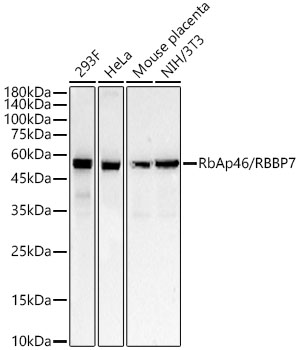 RbAp46/RBBP7 Monoclonal Antibody [3L1H6]