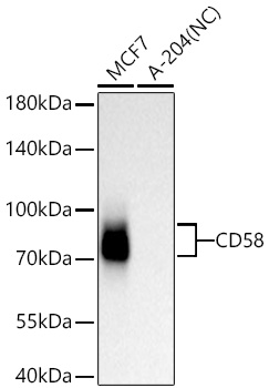 CD58 Monoclonal Antibody [2P5U7]