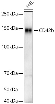 CD42b Monoclonal Antibody [4U5A9]