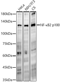 NF-kappaB2 Monoclonal Antibody