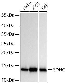 SDHC Monoclonal Antibody [3H2E2]