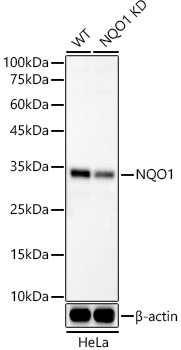 NQO1 Monoclonal Antibody [7L9B4]