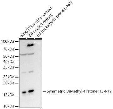 Symmetric DiMethyl-Histone H3-R17 Monoclonal Antibody [5C7N6]