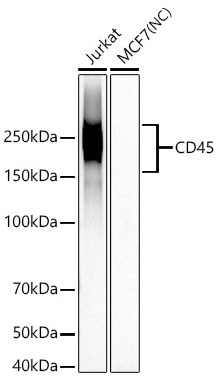CD45 Monoclonal Antibody [5R2C3]