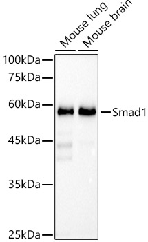 Smad1 Monoclonal Antibody [4E1G5]