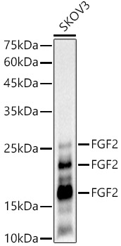 FGF2 Monoclonal Antibody [9I2H1]