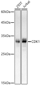 CDK1 Monoclonal Antibody [3E8A7]