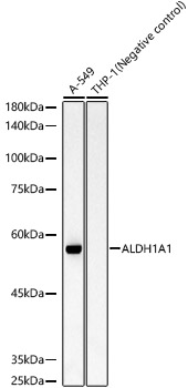 ALDH1A1 Monoclonal Antibody [6P6G4]