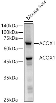 ACOX1 Monoclonal Antibody