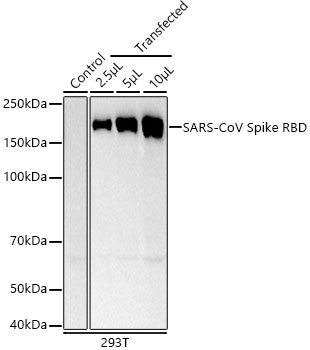 SARS-CoV Spike RBD Monoclonal Antibody [0E9W9]