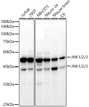 JNK1/2/3 Monoclonal Antibody [1M6H3]