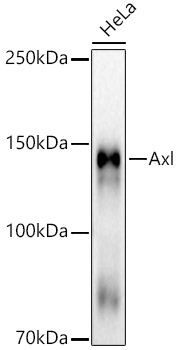 Axl Monoclonal Antibody [10F3L4]