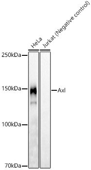 Axl Monoclonal Antibody