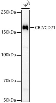 CR2/CD21 Monoclonal Antibody [10F9M1]