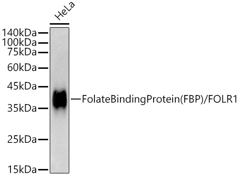 Folate Binding Protein(FBP) / FOLR1 Monoclonal Antibody [6A8A10]