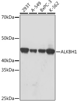 ALKBH1 Monoclonal Antibody [8Y1N0]