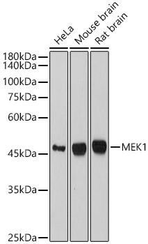 MEK1 Monoclonal Antibody