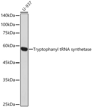 Tryptophanyl-tRNA synthetase 1 Monoclonal Antibody [1C6K8]