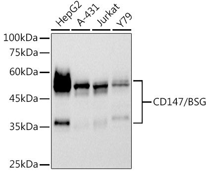 CD147/BSG Monoclonal Antibody [1H1X0]