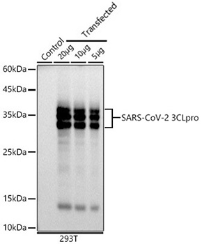 SARS-CoV-2 3CLpro Monoclonal Antibody [8C4K3]