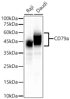 CD79a Monoclonal Antibody [4C6D3]