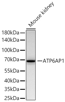 ATP6AP1 Monoclonal Antibody [4Z7Q3]