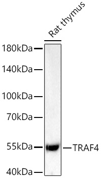 TRAF4 Monoclonal Antibody [8F2O5]