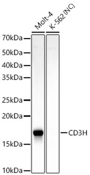 CD3H Monoclonal Antibody [4U6D8]