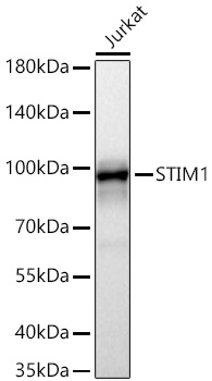 STIM1 Monoclonal Antibody [10N9E7]