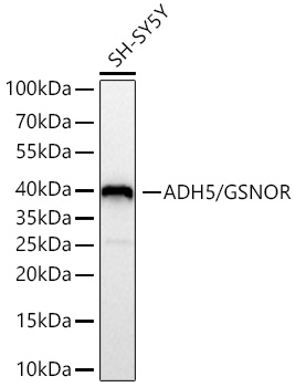 ADH5/GSNOR Monoclonal Antibody [1N1G4]&nbsp;<img src="images/icon_newarrival.gif" alt="new" border="0">