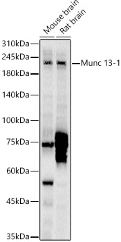 Munc 13-1 Polyclonal Antibody