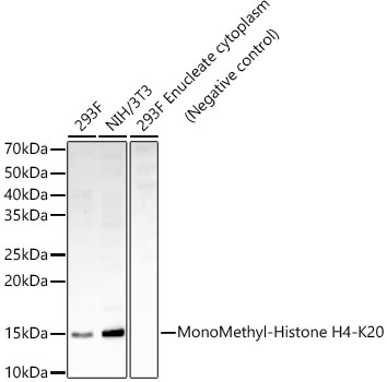 MonoMethyl-Histone H4-K20 Monoclonal Antibody [8H1K6]