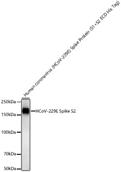 HCoV-229E Spike S2 Monoclonal Antibody [6P2H6]