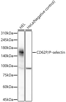 CD62P/P-selectin Monoclonal Antibody