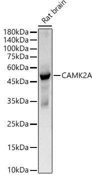 CAMK2A Monoclonal Antibody [2C9N3]