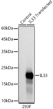 IL33 Monoclonal Antibody [2G6B2]