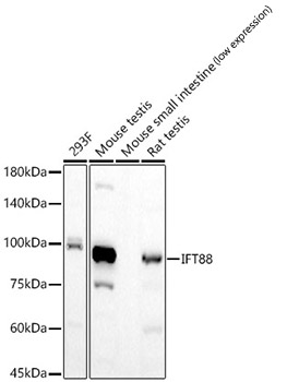 IFT88 Monoclonal Antibody [6P4S5]