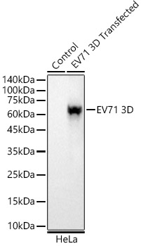 EV71 3D Monoclonal Antibody [5D2D2]