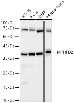 MTHFD2 Monoclonal Antibody [3C9Q8]