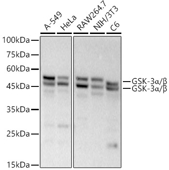 GSK-3a/B Monoclonal Antibody [1Y5P9]