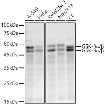GSK-3a/B Monoclonal Antibody [6C2R3]