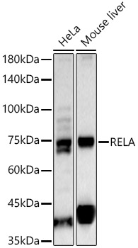 RELA Polyclonal Antibody