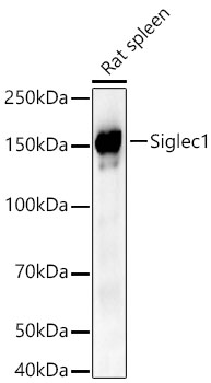 Siglec1 Polyclonal Antibody