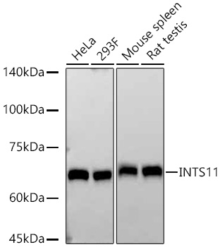 INTS11 Monoclonal Antibody [3E7S3]
