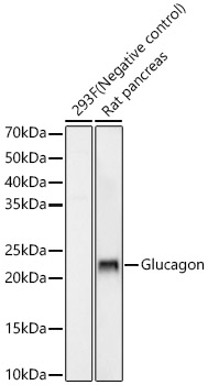 Glucagon Monoclonal Antibody [1D6I0]