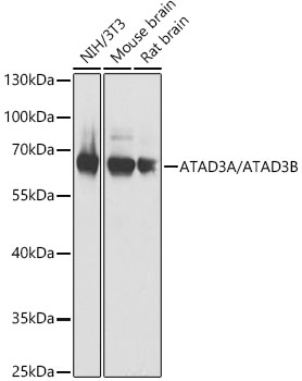 ATAD3A/ATAD3B Polyclonal Antibody