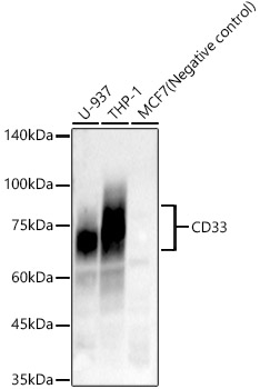 CD33 Monoclonal Antibody [2J2S5]