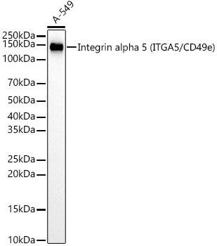 Integrin alpha 5 (ITGA5/CD49e) Monoclonal Antibody