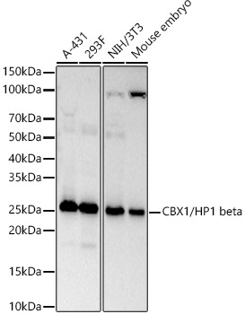 CBX1/HP1 beta Monoclonal Antibody [4D6S4]