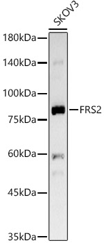 FRS2 Monoclonal Antibody [8V1U4]